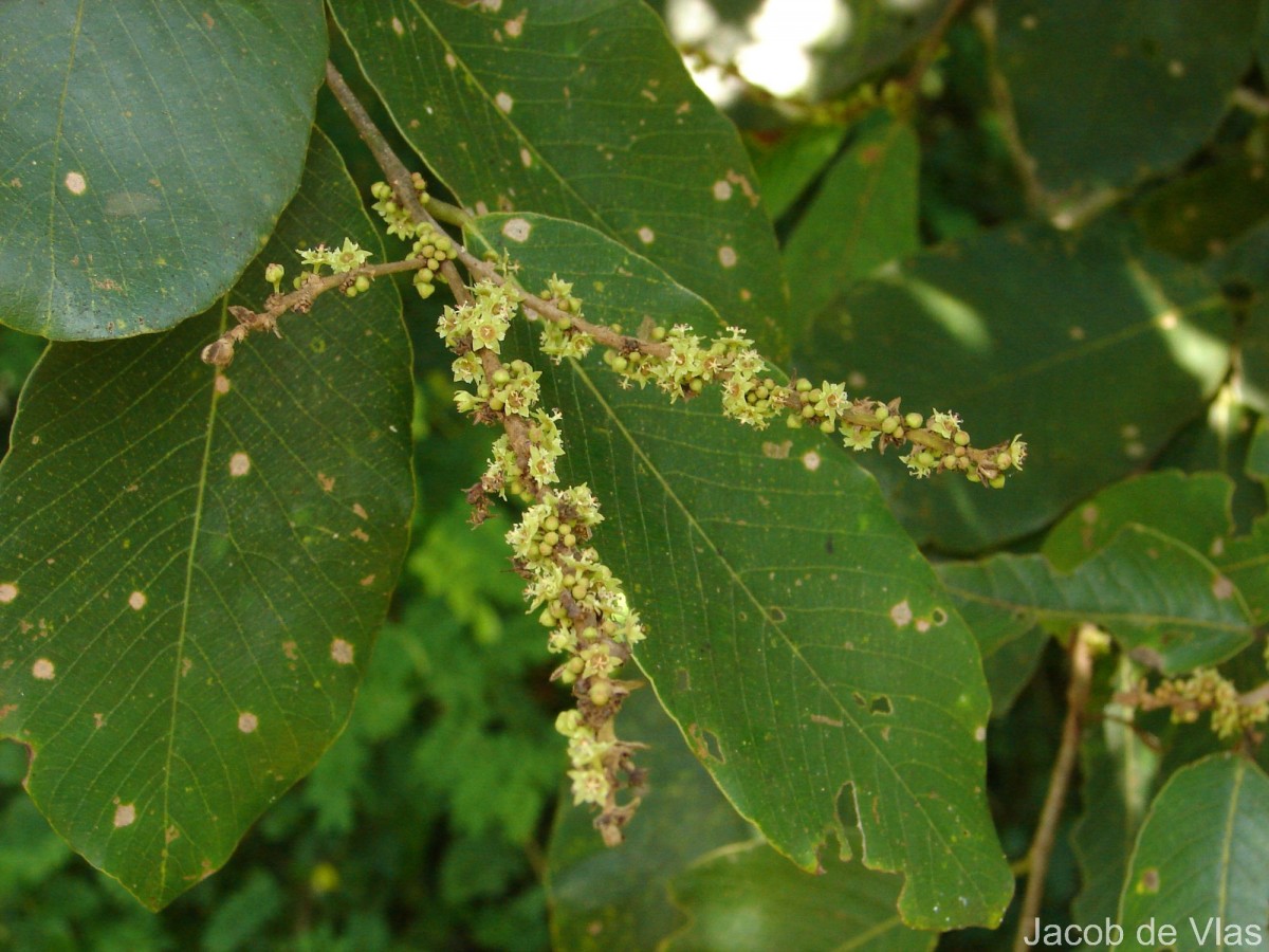 Bridelia retusa (L.) A.Juss.